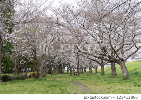 河岸的油菜花和櫻花(千葉縣流山市仁通公園/2025年4月) 河岸的油菜花和櫻花(千葉縣流山市仁通公園/2025年4月) 125412860