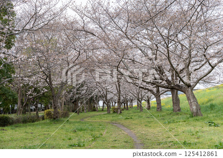 Rape blossoms and cherry blossoms on the bank (Niodori Park, Nagareyama City, Chiba Prefecture/April 2025) 125412861