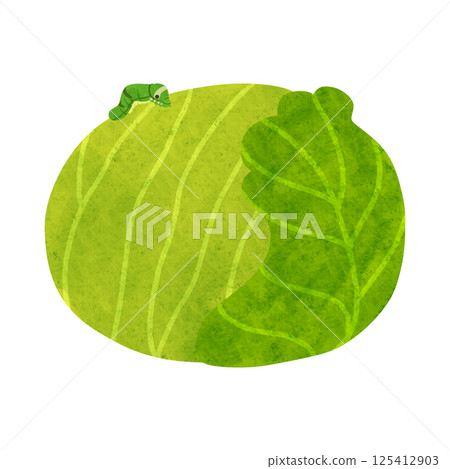 Cabbage with caterpillars, watercolor-style hand-drawn illustration 125412903