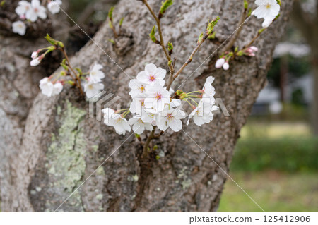 櫻花盛開<千葉縣流山市仁通公園/2025年4月> 125412906