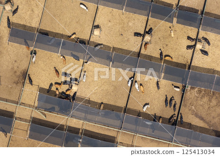 Large stockyard with meat cows. Feeding of cattle on farm feedlot in countryside area 125413034