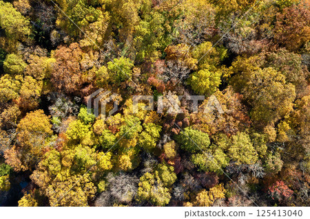 Landscape of woods nature in fall season. Colorful forest with yellow canopies in autumn 125413040