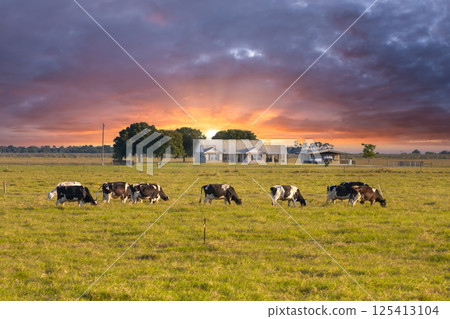 Herd of dairy cattle grazing in pasture field near small farmhouse. Milk cows on green farm grassland in Florida 125413104