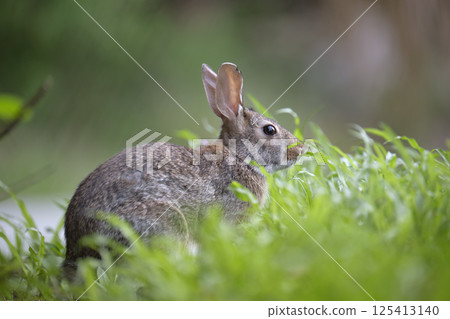 Grey small hare eating grass on summer field. Wild rabbit in nature 125413140