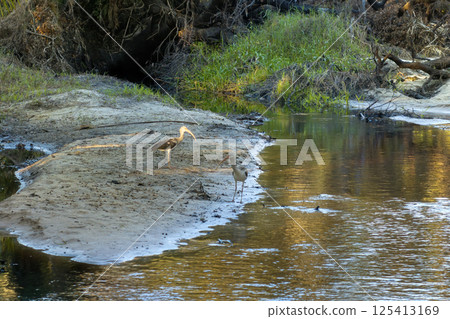 Florida wetlands nature. Jungles with palm trees and tropical vegetation in southern USA Florida wetlands nature. Jungles with palm trees and tropical vegetation in southern USA 125413169