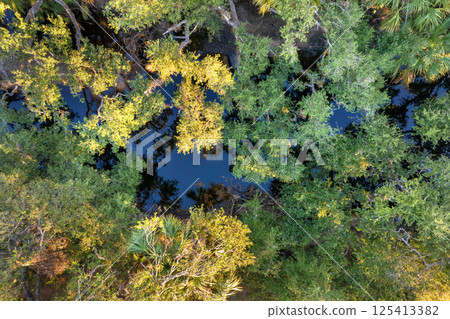 Florida jungles nature. Tropical wetlands with dense green rainforest at sunset 125413382