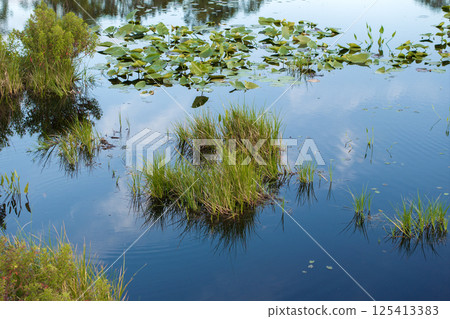 Florida forest lake nature on a sunny day. Wetland swamp with lily pads vegetation floating on water Florida forest lake nature on a sunny day. Wetland swamp with lily pads vegetation floating on water 125413383