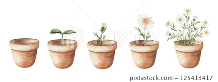Stages of plant growth and development, chamomile flower in pot. Growth from seed to seedling, seedling. evolution from seeds. Watercolor illustration, hand drawn on white background. Ecology, garden 125413417
