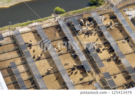 Commercial cattle stockyard with meat cows in rural Florida. Feeding of livestock on farm feedlot in USA Commercial cattle stockyard with meat cows in rural Florida. Feeding of livestock on farm feedlot in USA 125413479