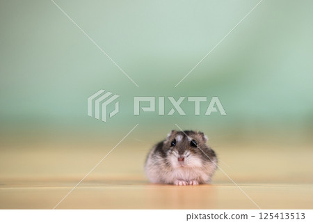 Closeup of a small funny miniature jungar hamster sitting on a floor. Fluffy and cute Dzhungar rat at home. 125413513