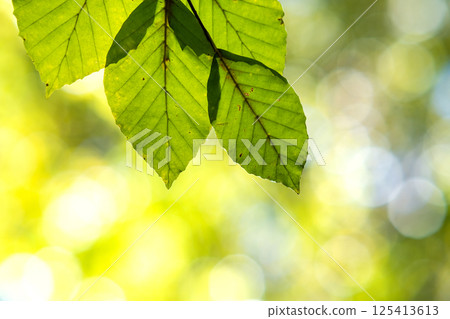 Close up of bright vibrant yellow leaves on a tree branches in autumn park. Detail of fall forest foliage. 125413613