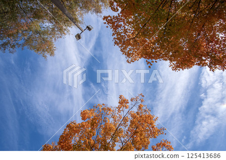 Beautiful autumn landscape in Tennessee mountain forest 125413686