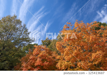 Beautiful autumn landscape in Tennessee mountain forest Beautiful autumn landscape in Tennessee mountain forest 125413687