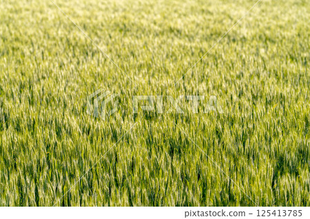 [Fresh green material] Green wheat shining in the morning sun [Nagano Prefecture] 125413785