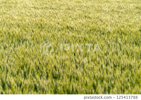 [Fresh green material] Green wheat shining in the morning sun [Nagano Prefecture] 125413788