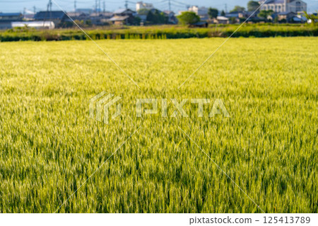 [Fresh green material] Green wheat shining in the morning sun [Nagano Prefecture] 125413789