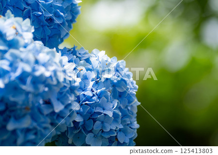 [Rainy season material] Blue hydrangea flowers [Nagano Prefecture] 125413803