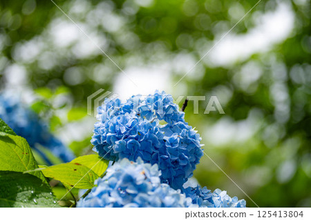 [Rainy season material] Blue hydrangea flowers [Nagano Prefecture] 125413804