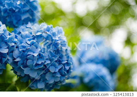 [Rainy season material] Blue hydrangea flowers [Nagano Prefecture] 125413813