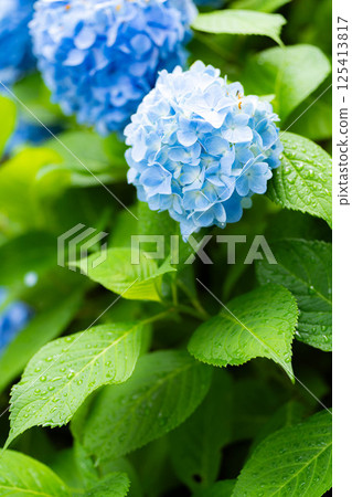 [Rainy season material] Blue hydrangea flowers [Nagano Prefecture] 125413817