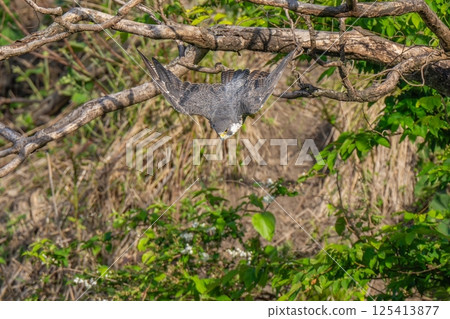 A spectacular scene of a falcon taking off 125413877