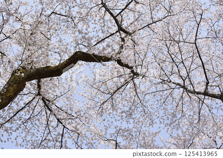 櫻桃樹 櫻桃樹 125413965