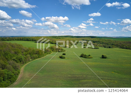 Aerial view of green farm fields in summer season with growing crops. Farming and agriculture industry 125414064