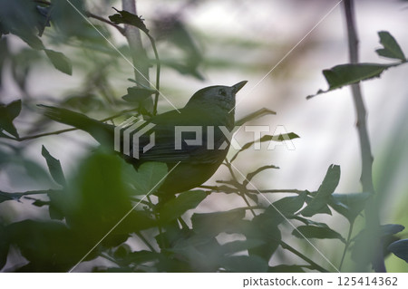 A Gray Catbird bird perched on a tree branch in summer Florida shrubs A Gray Catbird bird perched on a tree branch in summer Florida shrubs 125414362