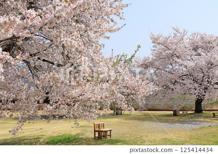 Chihiro Art Museum Azumino in the spring when cherry blossoms bloom 125414434