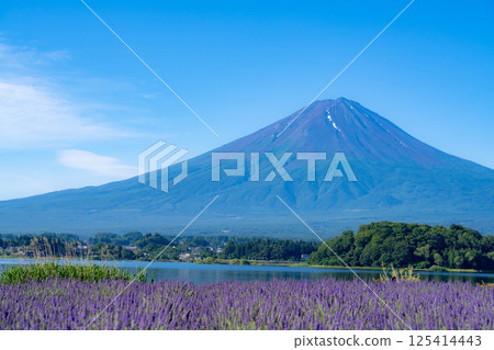 [Summer Material] Mt. Fuji and lavender as seen from Lake Kawaguchi in the morning [Yamanashi Prefecture] 125414443