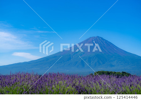 [Summer Material] Mt. Fuji and lavender as seen from Lake Kawaguchi in the morning [Yamanashi Prefecture] 125414446