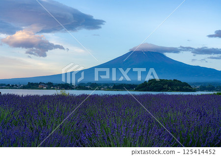【夏日素材】清晨從河口湖眺望富士山和薰衣草【山梨縣】 125414452