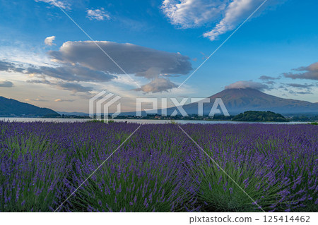 [Summer Material] Mt. Fuji and lavender as seen from Lake Kawaguchi in the morning [Yamanashi Prefecture] 125414462
