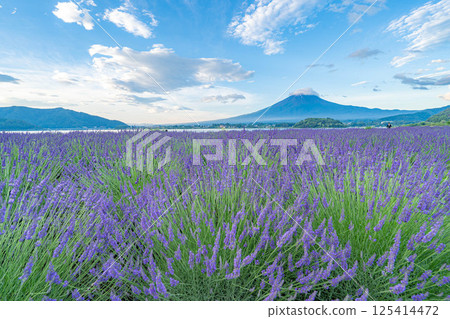 [Summer Material] Mt. Fuji and lavender as seen from Lake Kawaguchi in the morning [Yamanashi Prefecture] 125414472