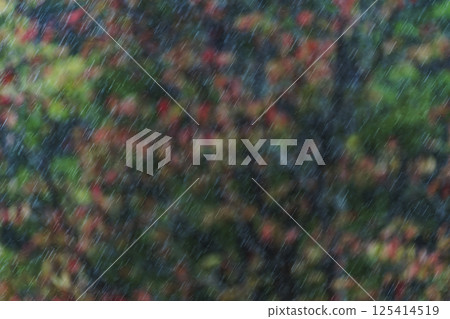 秋季森林風光:雨水落在紅葉櫻花樹上 秋季森林風光:雨水落在紅葉櫻花樹上 125414519