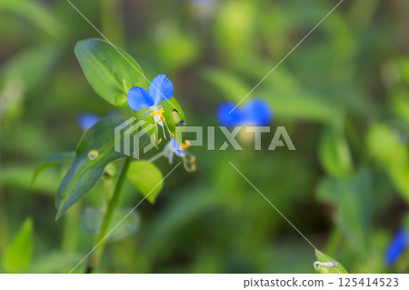 Blue dayflower flowers blooming in the autumn field 125414523