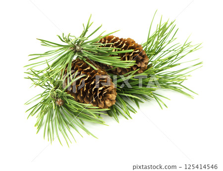 A detailed festive arrangement of fir branches and pine cones, placed on a white background with shadow for holiday projects. 125414546