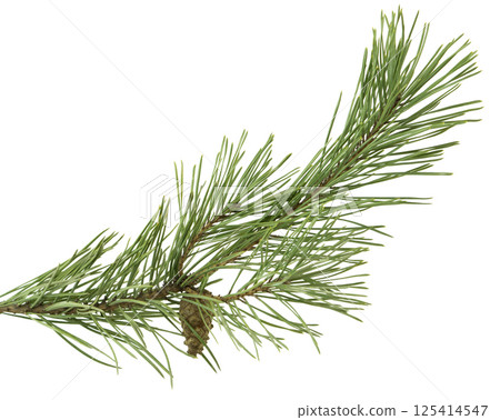 Fir with cones. Christmas decoration. Forest. Herbalist. Pine Branches with Pine Cones. Fir with cones. Christmas decoration. Forest. Herbalist. Pine Branches with Pine Cones. 125414547