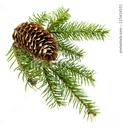 fir tree branch with fresh green tones, with cones,isolated on a white background without shadow, great for creative projects. 125414551