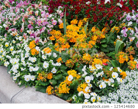 Colorful flowers 125414680