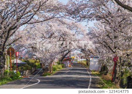 角又市谷城附近的櫻花盛開的風景 125414775