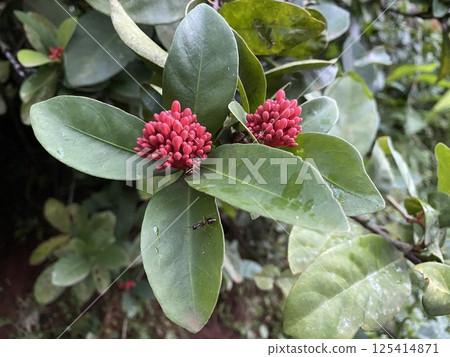 Ixora chinensis the blushing red with green leaves Ixora chinensis the blushing red with green leaves 125414871