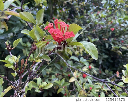 Ixora chinensis the blushing red with green leaves Ixora chinensis the blushing red with green leaves 125414873