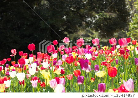 Tulips in full bloom in the park 125414957