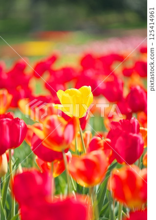 Tulips in full bloom in the park 125414961