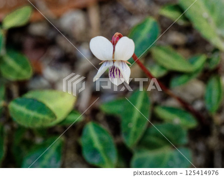 Flowering of the Viola japonica Flowering of the Viola japonica 125414976