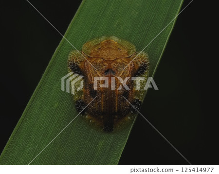 Yotsu Monkey Beetle 125414977
