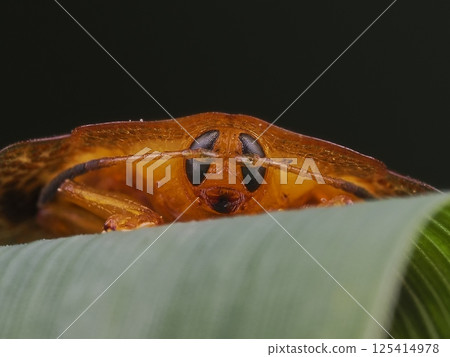 Yotsu Monkey Beetle 125414978