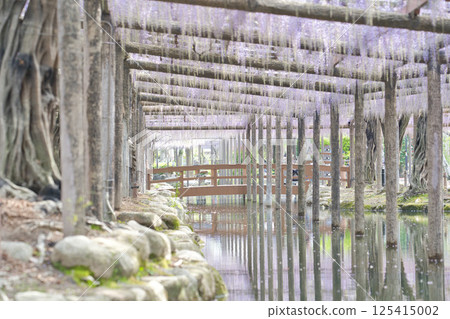 A wooden corridor decorated with wisteria in full bloom① A wooden corridor decorated with wisteria in full bloom① 125415002
