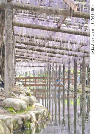A wooden corridor decorated with wisteria in full bloom② A wooden corridor decorated with wisteria in full bloom② 125415003